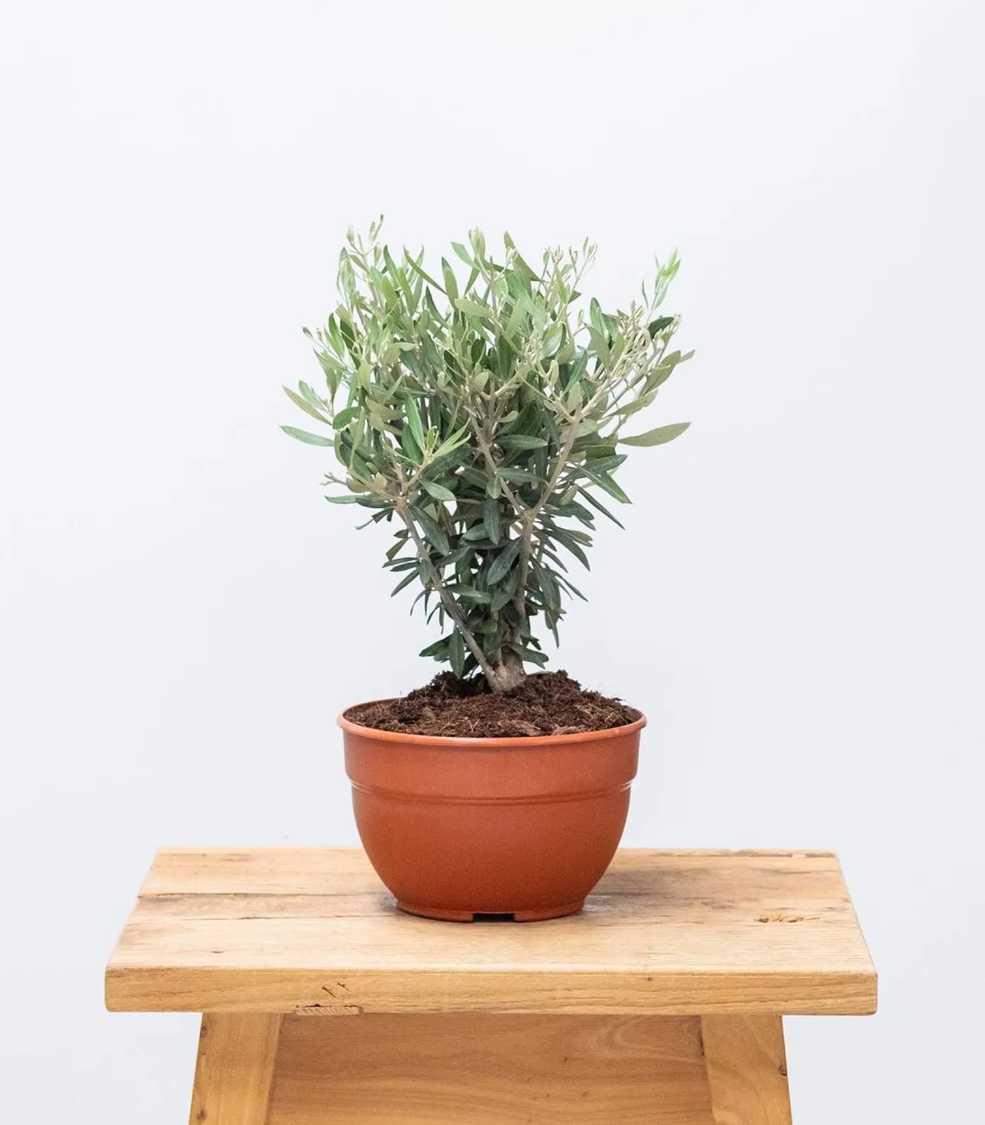 olivo-bonsai-origen-local-principal