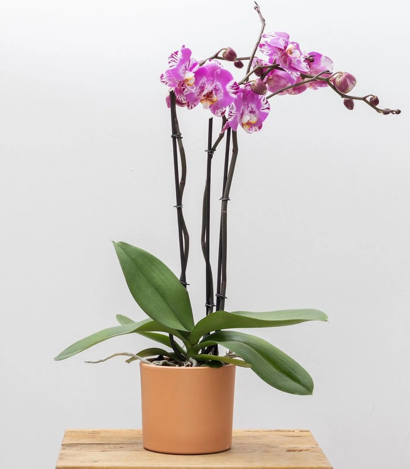 orquidea-bijoux-talla-grande-principal