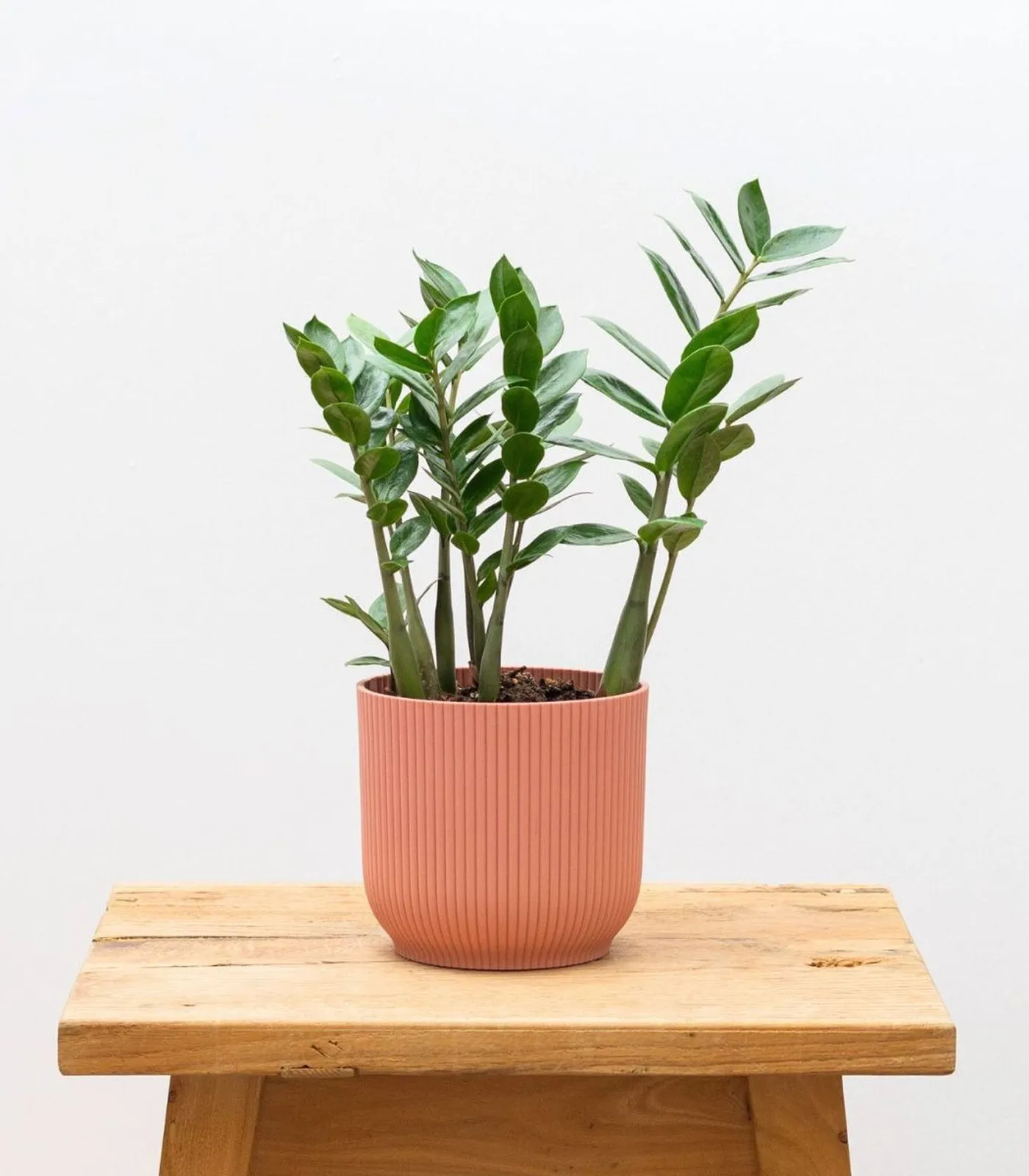 planta-zamioculcas-zamiifolia-tiesto-rosa